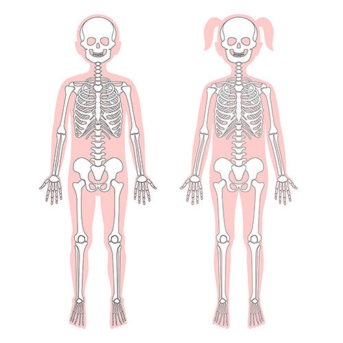 Poster - Das Skelett des Menschen