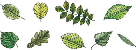 Blätter-Sammelbuch