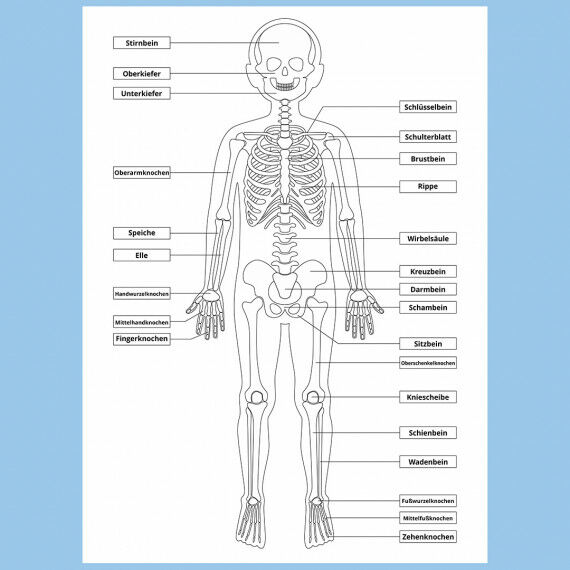 Skelett des Menschen - Poster für Kinder