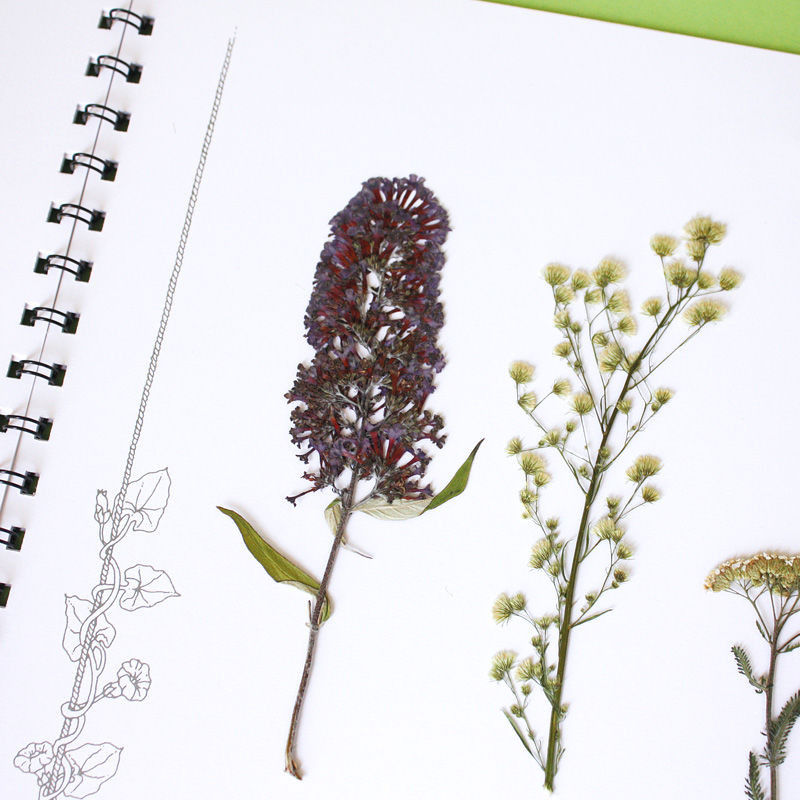 Herbarium Labbé