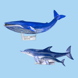 Bastelvorlagen für Wale und Delfine